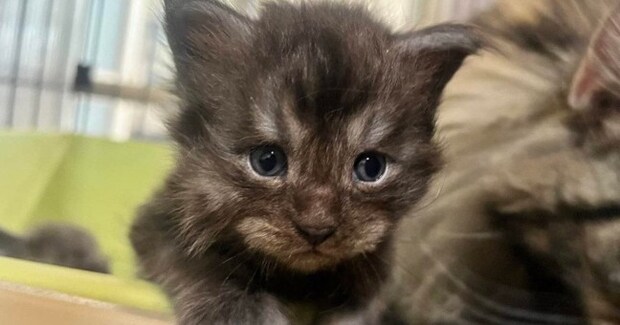 とっても小さかった『大型猫の赤ちゃん』→『４か月後』、子供が抱っこしてみると…驚愕の成長速度に「めっちゃでかい」「たったの4か月でｗ」