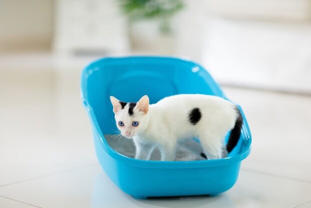 トイレに入っている子猫