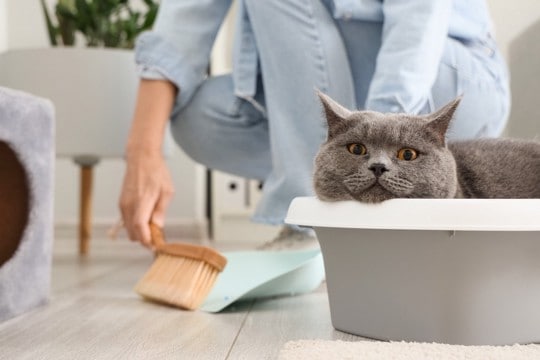猫の『おしっこ』が臭い理由3つ　病気のサインから消臭のコツまで解説