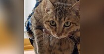 1匹の『迷い猫』との出会い→距離が少しずつ縮まり…家族になるまでの軌跡に涙が出るとSNSで反響「幸せになるんやで」「わぁぁよかった〜」