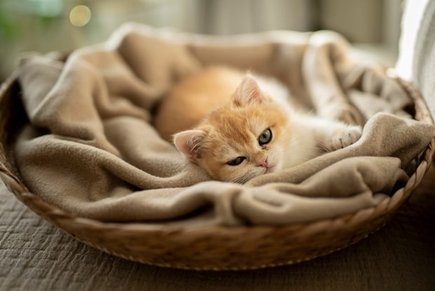 ブランケットに寝そべる猫