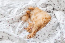 猫が『飼い主の布団を占領する』5つの理由　注意すべきポイントと上手な対処法