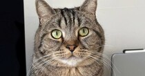 愛猫のことを『ひとなで』すると…見た目激変の『ビフォーアフター』に爆笑の声続出「頭が四角すぎるｗ」「羨ましいとしか思えないｗ」