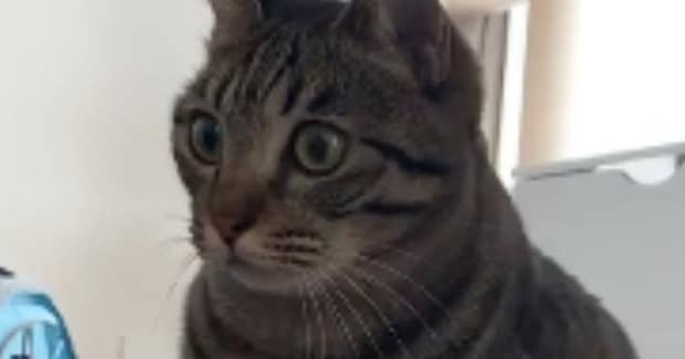 獲物を見つけた猫→体勢を変えたかと思ったら…まるで恐竜のような『まさかの構え』に「想像を超えてきたw」「体幹がすごいw」と28万再生