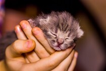 子猫の未来を守る『8週齢規制』とは？必要な理由と知っておきたい基礎知識2つ