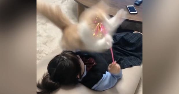 『顔の上で猫じゃらし』を振る女の子→猫がジャンプすると…まさかの『遊びの様子』が712万再生「なんて平和なんだw」「痛くないのかなw」
