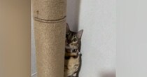 キャットタワーを登ろうとするネコを見ていると…『運動神経バツグンな様子』が素敵すぎると反響「さすがベンガルちゃん」「ステップいらずｗ」