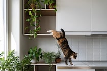 猫が『ジャンプに失敗』するときの理由5つ　注意したいトラブルやケガの予防策も