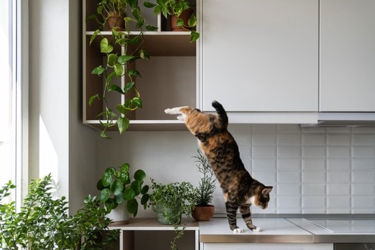 猫が『ジャンプに失敗』するときの理由5つ　注意したいトラブルやケガの予防策も