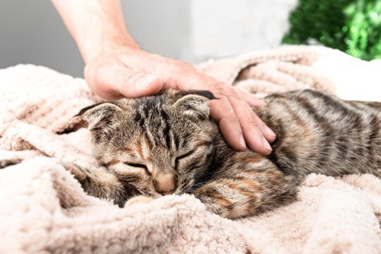 猫に現れたら『すぐ受診すべき危険な症状』6選　命に関わるケースも？放置すると危険なサインとは