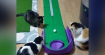 お兄ちゃんが『ゴルフの練習』を始めると…『お手伝いをする猫たち』が可愛すぎると31万再生「お手伝いのお手伝いｗ」「楽しそうｗ」