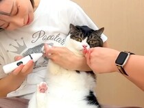 苦手な『足の毛のカット』を終えた猫→遠くでパパ猫が用を足す音がして…想定外な『まさかのオチ』に爆笑「ゲラゲラ笑った」「心持ってかれた」