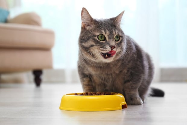 黄色のお皿で食事をする猫