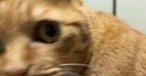 パソコンに入力されていた『謎の数字』→すぐそばにいた『猫』を見たら…分かりやすすぎる『表情』が164万表示「知りませんｗ」「顔ｗ」
