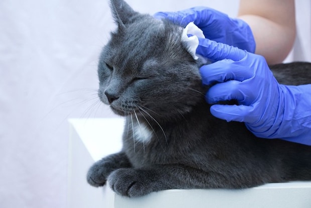猫の耳掃除