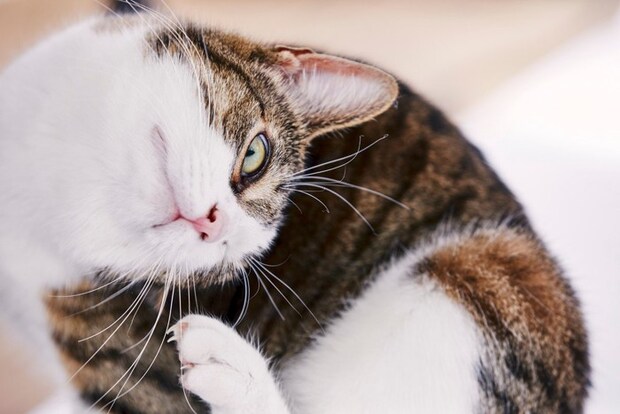 耳をかく猫