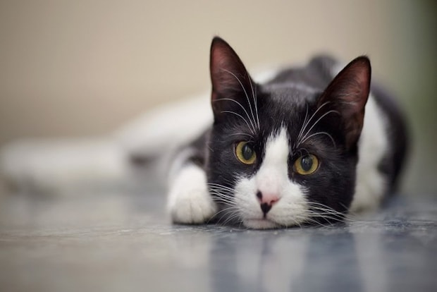 見つめる白黒猫