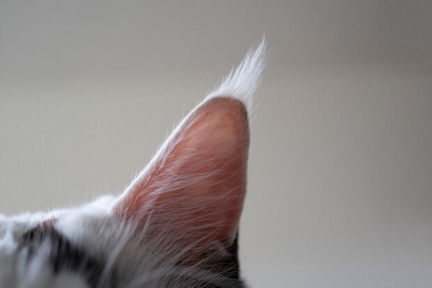猫の耳のアップ