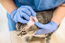 猫の『耳掃除』しないとどうなる？放置で起こる3つのトラブルと正しいケア方法