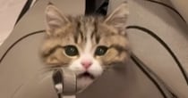 ふと見たら、『カバンの中で遊んでいた猫』→近づいてみると…ほっこりする光景が19万再生「疲れが吹っ飛んだｗ」「顔だけ出てるのが可愛い」