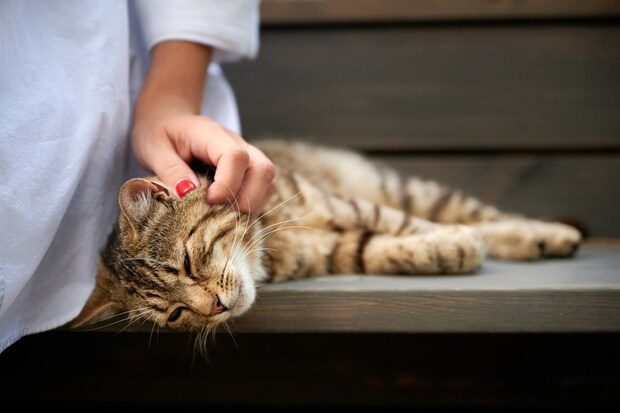 女性になでられる猫