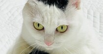 キリっとした表情をしている猫→しっぽを見ると……可愛すぎる瞬間に３万いいねの反響「ぬいぐるみかと思ったｗ」「顔がいいね」