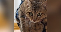 1匹の『迷い猫』との出会い→距離が少しずつ縮まり…家族になるまでの軌跡に涙が出るとSNSで反響「幸せになるんやで」「わぁぁよかった〜」