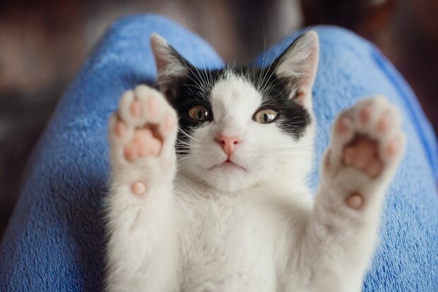 膝でくつろぐ猫
