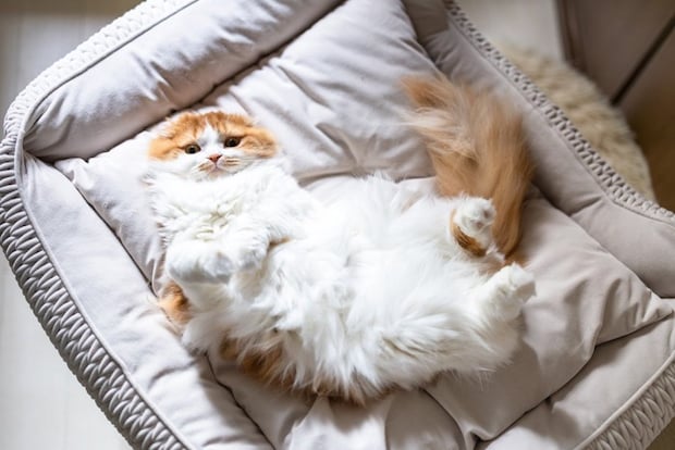 ヘソ天猫