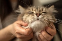 愛猫の『幸福度』を確かめる5つのポイント　幸せを感じている猫が見せるサインとは？