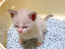 トイレトレーニング中の『赤ちゃん猫』→真剣な表情を浮かべて…思わず応援したくなる『尊い光景』が32万再生「もうやばい」「泣ける」