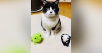 ハチワレ猫に『いいこいいこしてあげて』と伝えると→隣にあった『ぬいぐるみ』に…驚きの光景が85万再生「て、天才だ」「凄すぎる」と話題