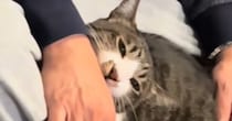 パパのことが大好きすぎるネコ…激しめの『愛情表現』が可愛すぎると110万再生「愛が溢れてるｗ」「好きな証拠だもんねｗ」と話題