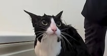 シャンプーを終えた猫→次の瞬間……『本当に猫？』目を疑う光景が46万再生「カワウソか何か」「チャック調べてほしいｗ」と驚愕の声