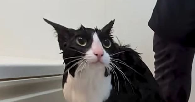シャンプーを終えた猫→次の瞬間……『本当に猫？』目を疑う光景が46万再生「カワウソか何か」「チャック調べてほしいｗ」と驚愕の声