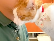 朝、起きたばかりのネコ→鳴きながら顔を近づけてきて…羨ましすぎる『いつもの光景』が話題「甘えん坊さんだねｗ」「ママだと思ってそう」