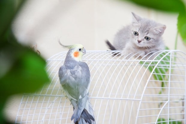 鳥かごの中をのぞく猫