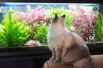 猫と同時に飼うのは避けるべき『動物』5選　相性が悪い理由や注意すべきこと