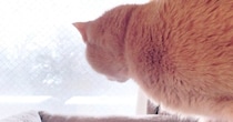 『雪』を見せてもらったネコ→振り向いた時の『表情』が…可愛すぎる『リアクション』に３万いいね「おめめがｗ」「たまげたニャン」