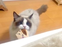 夜、ベッドに入るとやってくる猫→被り物をくわえていて…尊すぎる『ルーティーン』が61万再生「お願いしてる感じ」「心臓撃ち抜かれた」