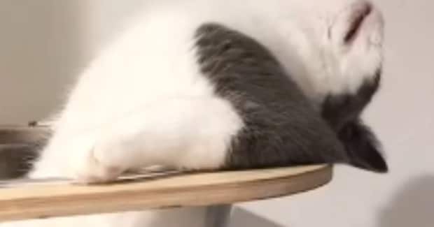 キャットタワーを見たら、『まさかの格好』で…まるで湯船につかる『人間のような猫』が292万再生「オッサンだｗ」「初めて見る体勢ｗ」