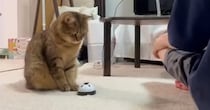 忙しいパパにかまってほしそうな猫→『ベル』を渡してみたら…まさかの展開に「手つきが可愛すぎるｗ」「謎の遊びをする男達ｗ」と15万再生