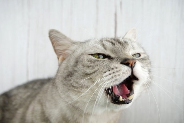 叫ぶように鳴く猫