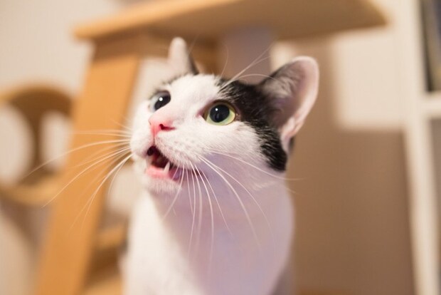 もの言いたげな猫