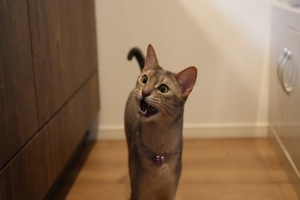 ごはんが欲しくて鳴く猫
