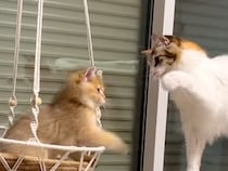 新入り子猫に心を開けなかった猫→勇気を出して歩み寄ったら…思わず感動する『素敵な物語』が17万再生「すべてが尊い…」「嬉しくなっちゃう」