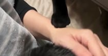 猫のことを撫でていると、もう1匹の猫が手を触ってきて…予想外の『可愛い展開』に癒される人続出「ヤキモチ焼いてるのかな」「たまらない」