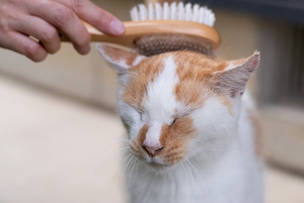 猫 ブラッシング