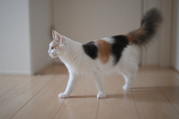 家の中を歩く猫