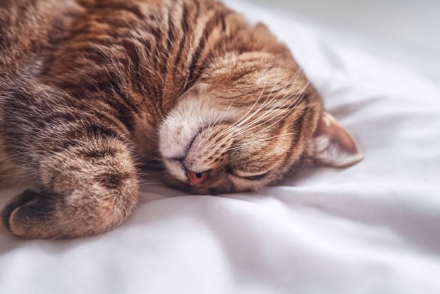 ぐったりする猫